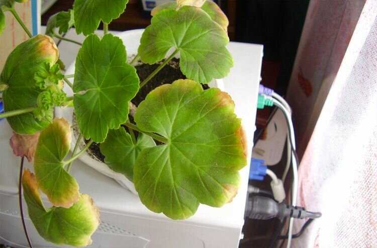 Почему белеют листья у герани комнатной, особенно летом, а также что делать если они светлеют и становятся бледно-зелеными? selo.guru — интернет портал о сельском хозяйстве