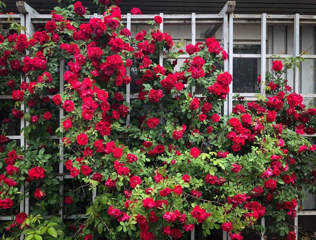 Роза фламентанц фото и описание: посадка и уход, видео, выращивание плетистой розы flammentanz осенью, отзывы