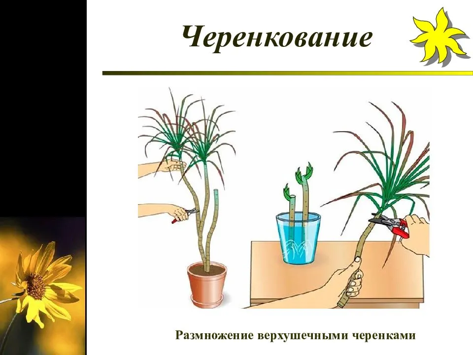 Урок размножение 6 класс. Схема черенкования комнатных растений. Черенкование комнатных комнатных растений. Размножение комнатных растений. Способы размножения комнатных растений.