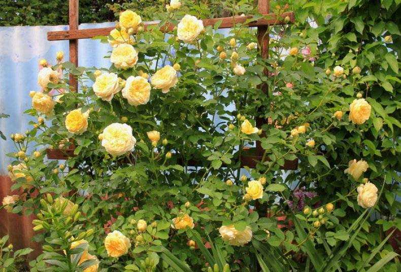 Роза Грэхам Томас Graham Thomas — что это за английский сорт, описание кустового растения, история появления Как выращивать этот популярный гибридный сорт чайной розы, когда можно высаживать, необходимые условия ухода
