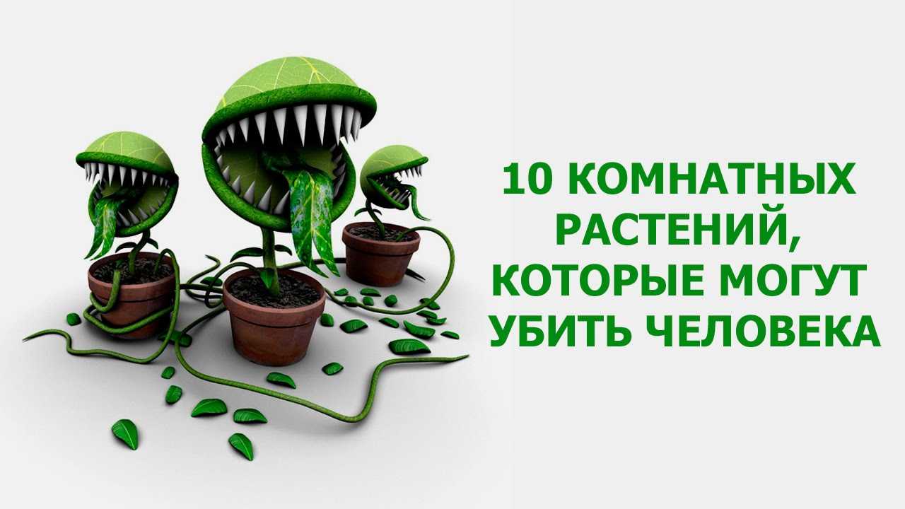 10 цветов которые могут вас убить. ядовитые комнатные растения