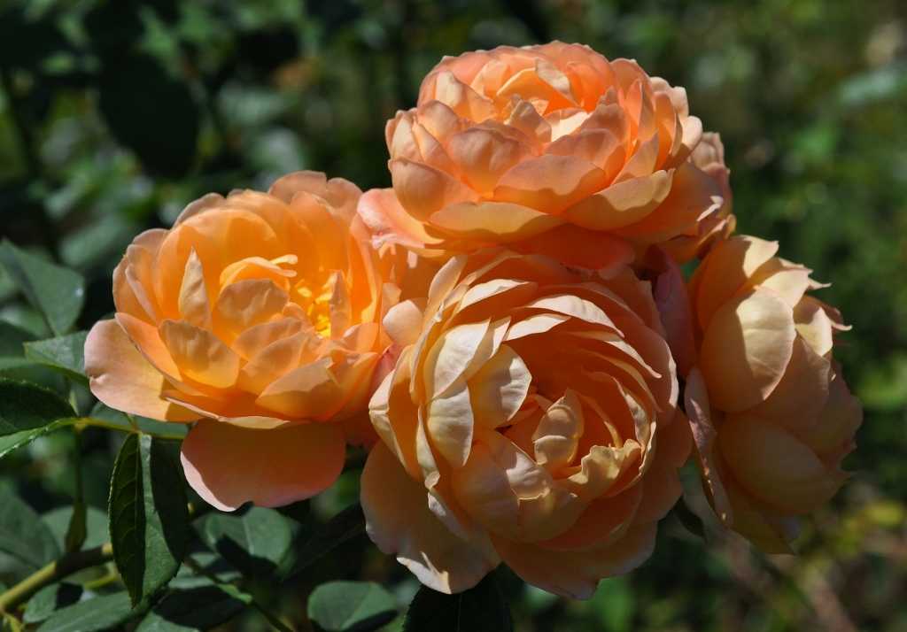 Английские розы – описание сортов с фото, выращивание и уход