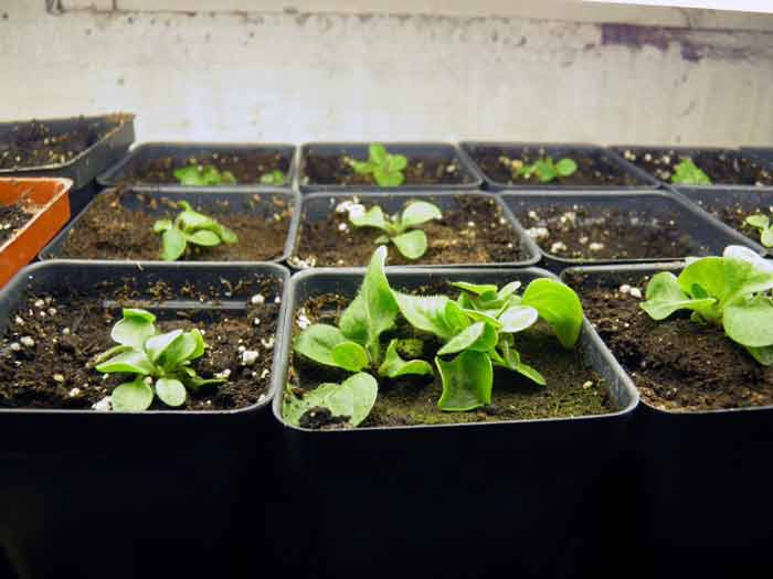 Петуния – выращивание рассады из семян и черенков - шаг за шагом