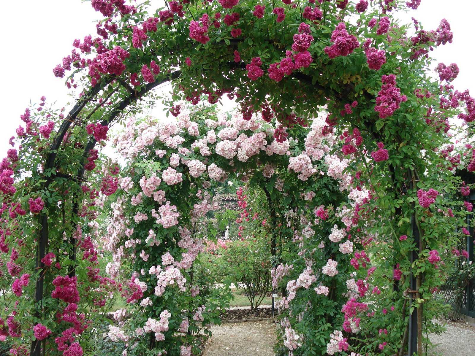 Плетистые розы в дизайне сада: потрясающие идеи для вдохновения + фото