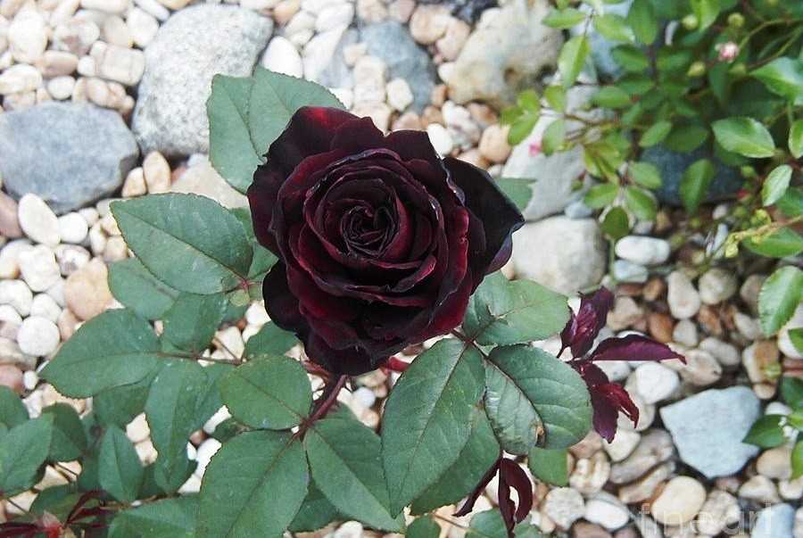Черный принц — идеально черная роза | о розе