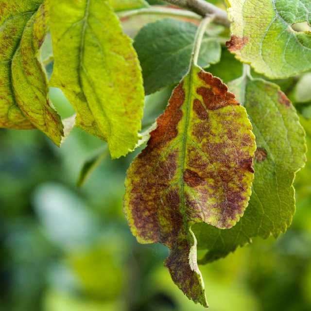 Проблемы с листьями толстянки: почему они желтеют и опадают и как спасти денежное дерево?