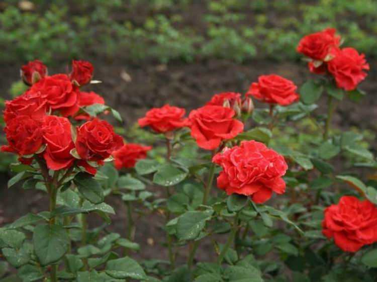 Чайно-гибридные и плетистые розы — характеристики сортов для разных регионов. фото — ботаничка.ru