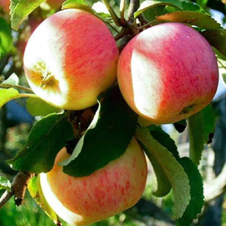 Яблоня пепин шафранный: описание сорта, фото, отзывы