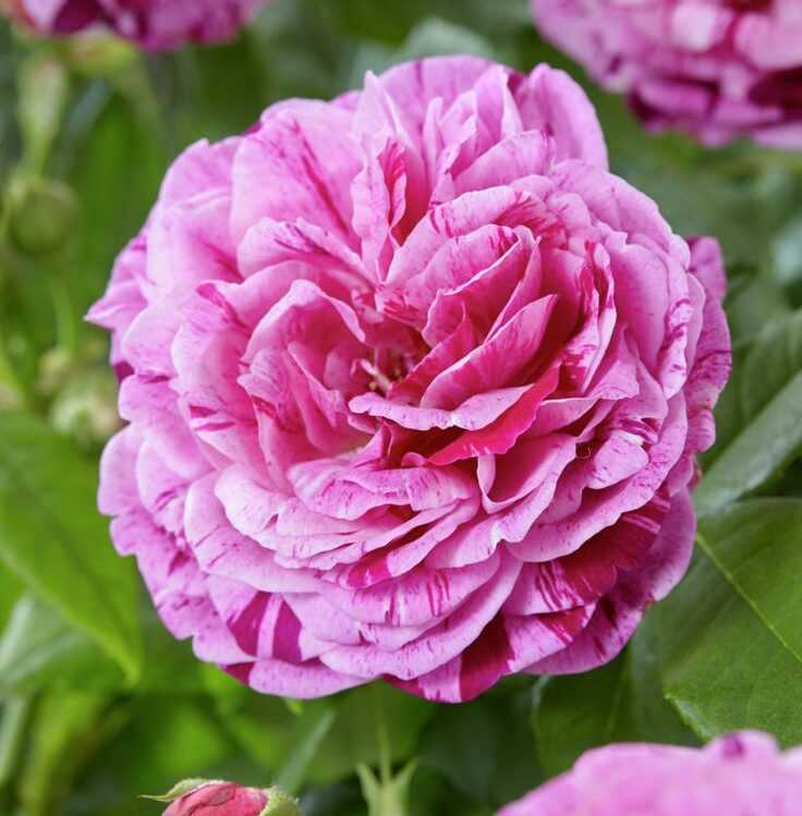 Роза фердинанд пичард, фото, описание и отзывыкомнатные цветы и растения, уход за ними в домашних условиях