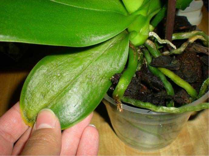 На орхидее появились пятна на листьях, цветах и корнях: что это, фото черной, темной, белой, коричневой пигментации, а также советы, что делать для лечениядача эксперт