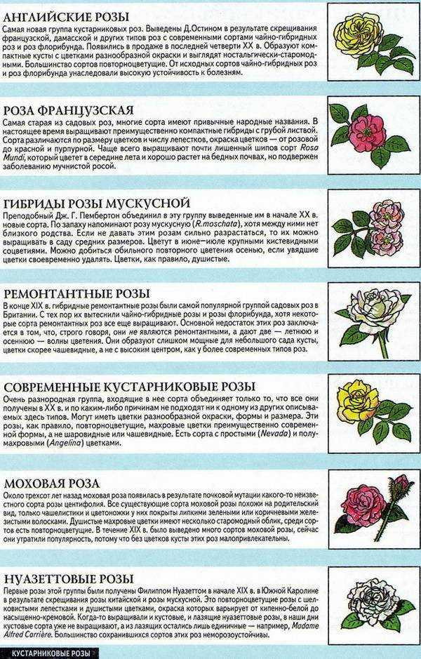 Плетистые розы: виды и сорта, зимостойкие и цветущие все лето, описание и фото