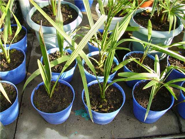 Выращивание финика, а также основные этапы ухода за растением, в том числе в домашних условиях