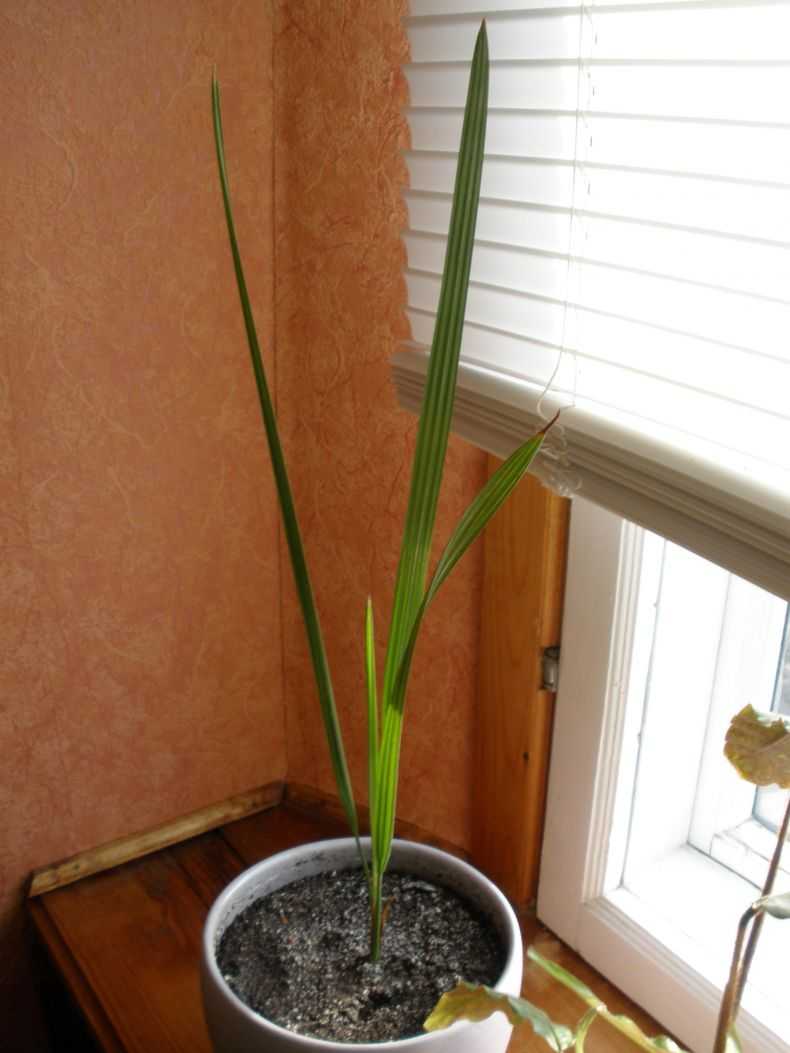 Финиковая пальма дома: как правильно посадить и вырастить из обычной косточки
