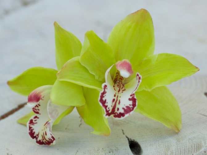 Орхидея ваниль: правила ухода в домашних условиях orchidfan.ru
