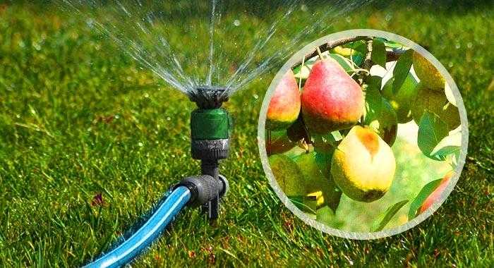 Расход воды на яблоню весной и правила полива