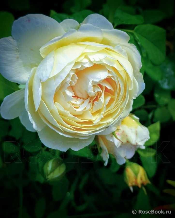 Белые английские розы дэвида остина