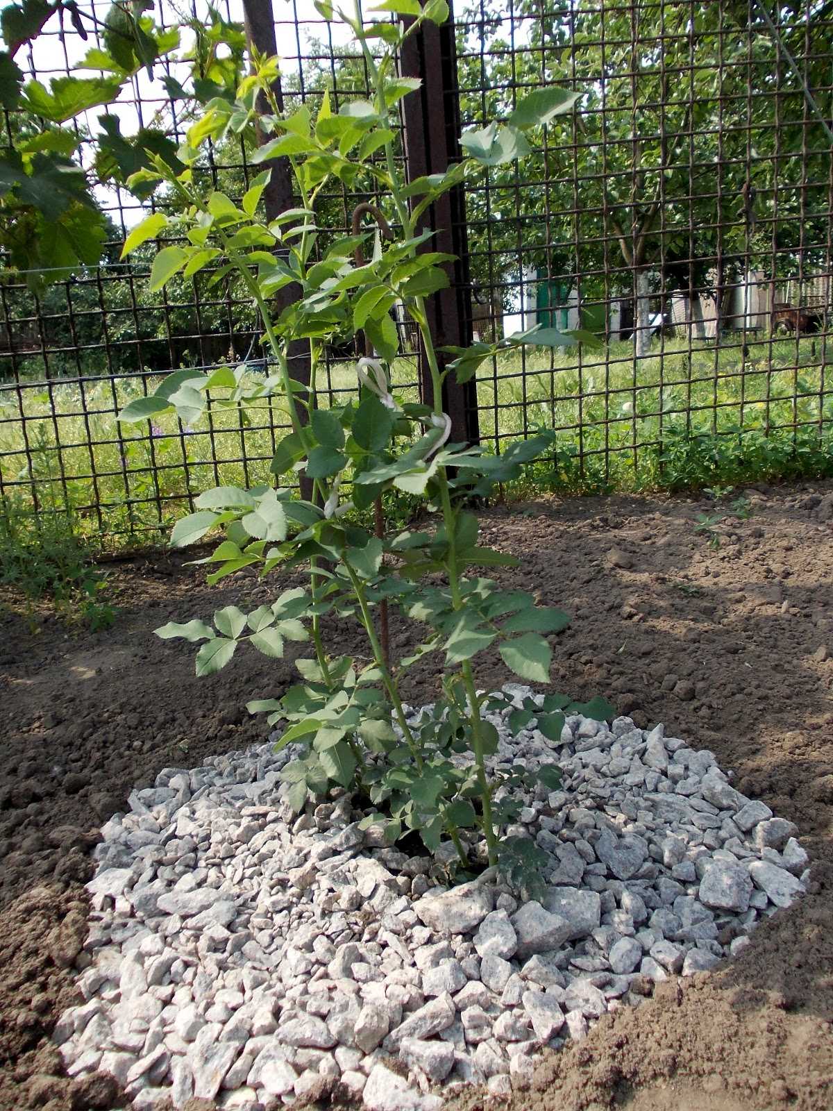 Использование древесной коры в саду, огороде и цветнике | дела огородные (огород.ru)