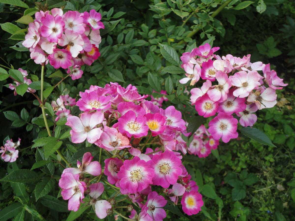 Мускусные розы: описание, сорта, посадка и уход, фото - ваш дачный участок