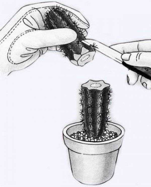 Способы, как размножить кактус. лучшие варианты и уход