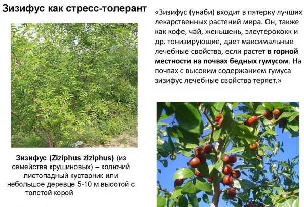Зизифус, или унаби в саду — уже не экзотика. посадка, уход, размножение, фото — ботаничка.ru