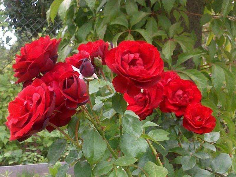 Роза гранд аморе (grande amore): описание сорта, видео, посадка и уход