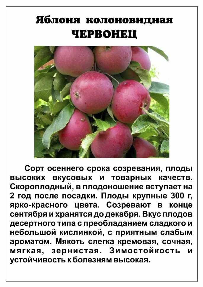 Яблоня роялти: посадка и особенности ухода за сортом
