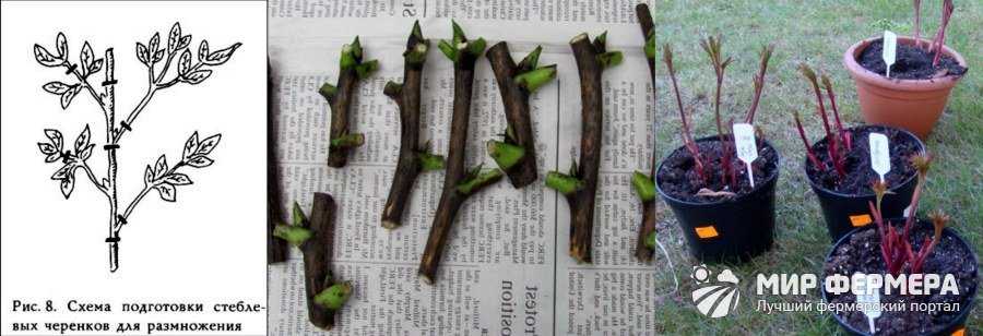 Размножение пионов: как правильно размножать стеблевыми черенками, делением