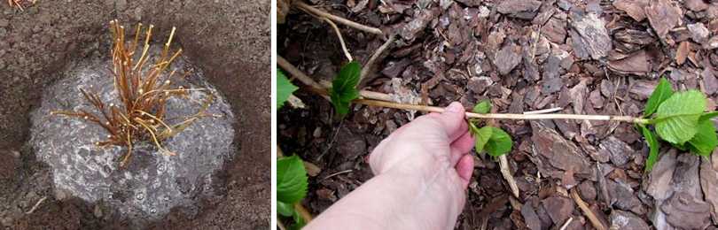 Гортензия метельчатая в саду: эффектные сорта и уход в течение года