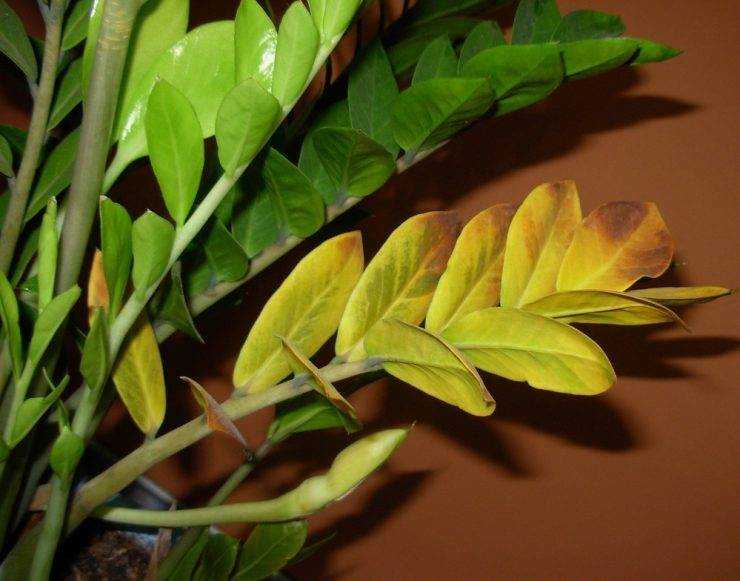 У замиокулькаса желтеют листья: что делать и как лечить