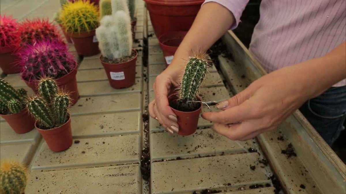Как посадить кактус: примеры в домашних условиях