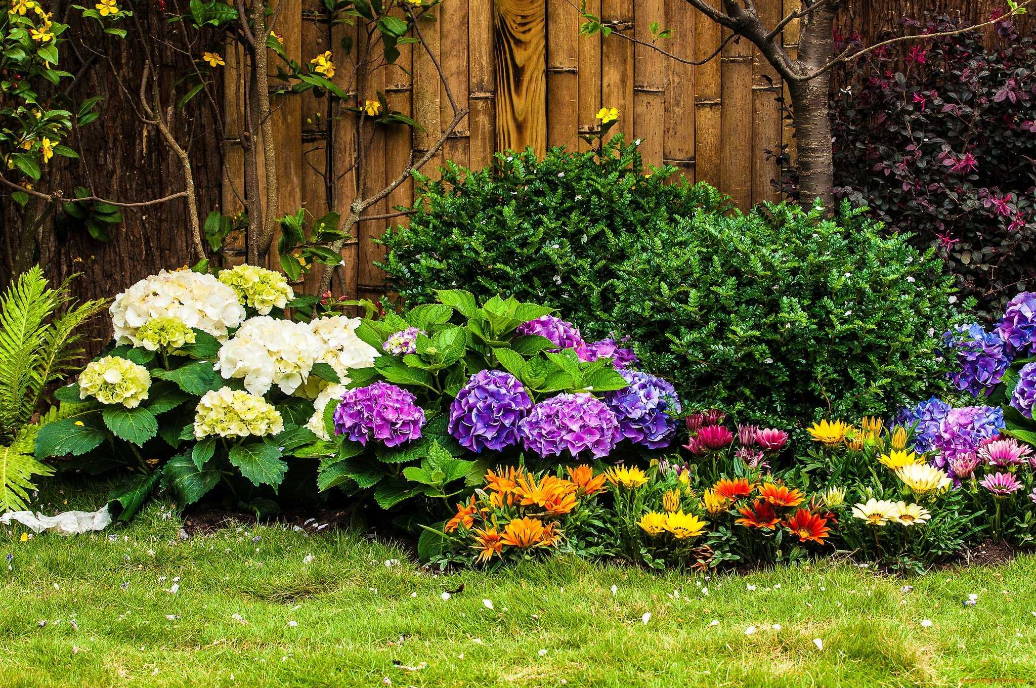 Гортензия в ландшафтном дизайне сада: фото садовых композиций с метельчатой гортензией, с чем посадить в клумбе, виды гортензий