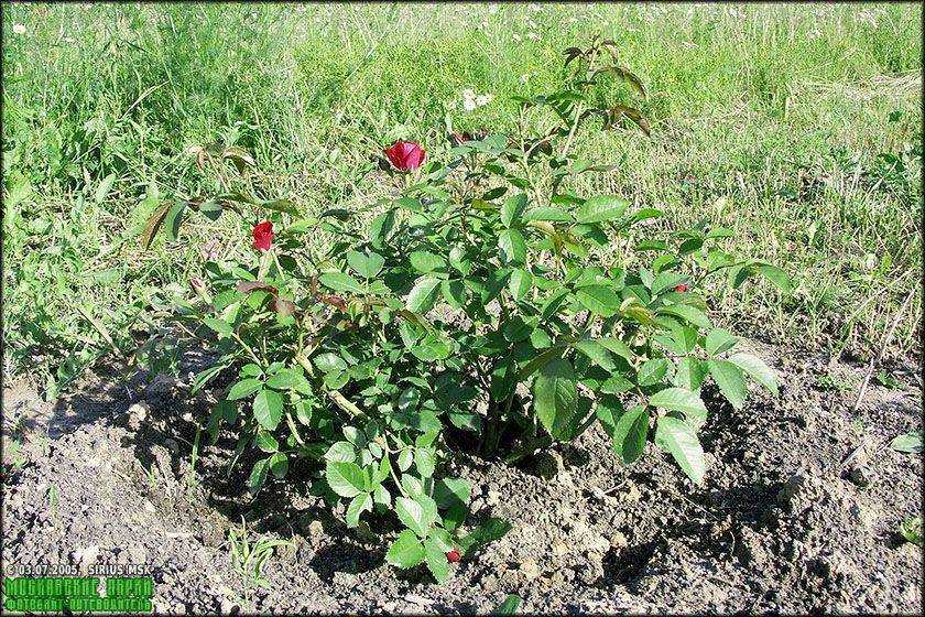 Почему роза перерождается в шиповник: причины, первые признаки и что делать – все о томатах. выращивание томатов. сорта и рассада.