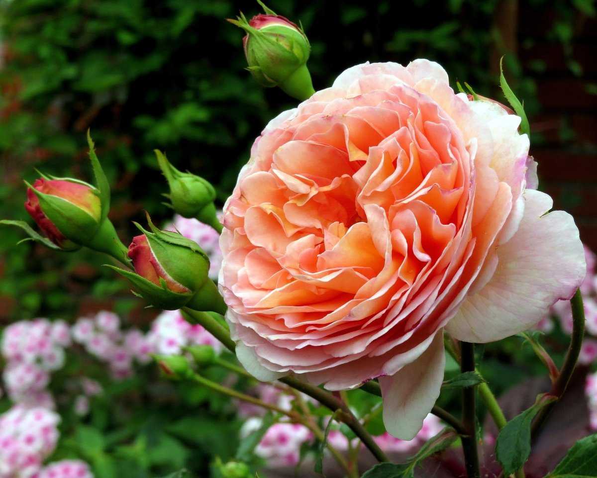 Парковая роза - абрахам дерби - (описание, отзывы, посадка, уход, фото)