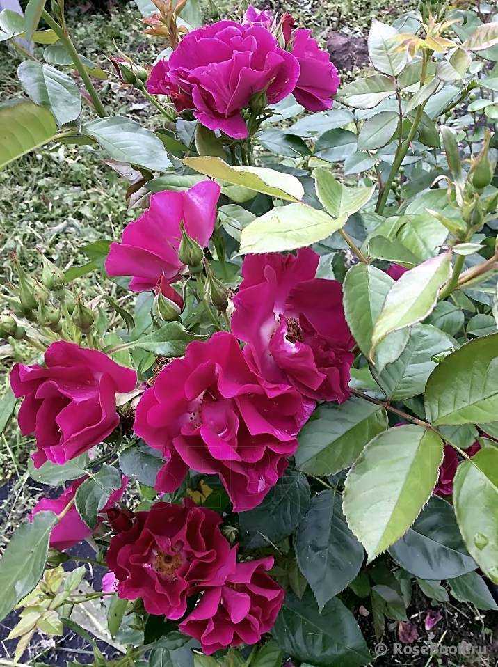 Сорта садовых роз, которые имеют нежно-сиреневые цветы