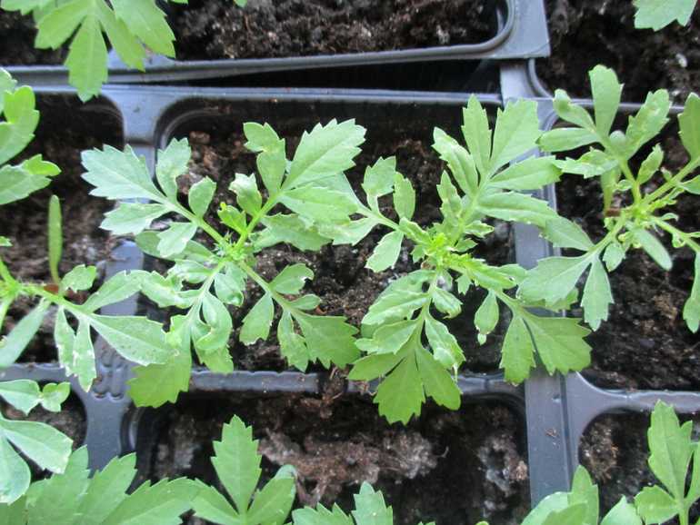 Выращивание бархатцев из семян: проверенный и надежный способ