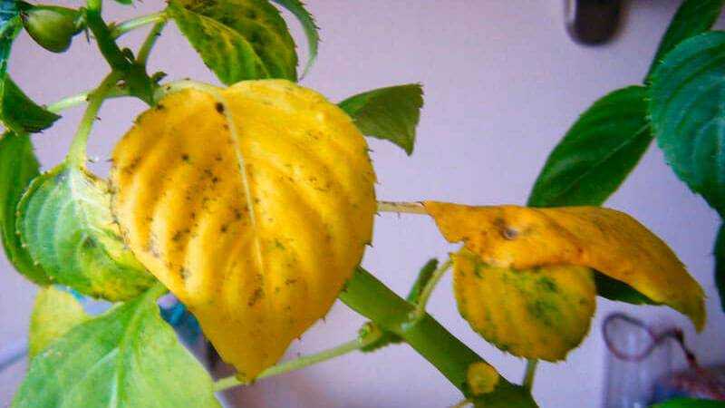 Почему листья желтеют осенью? :: инфониак