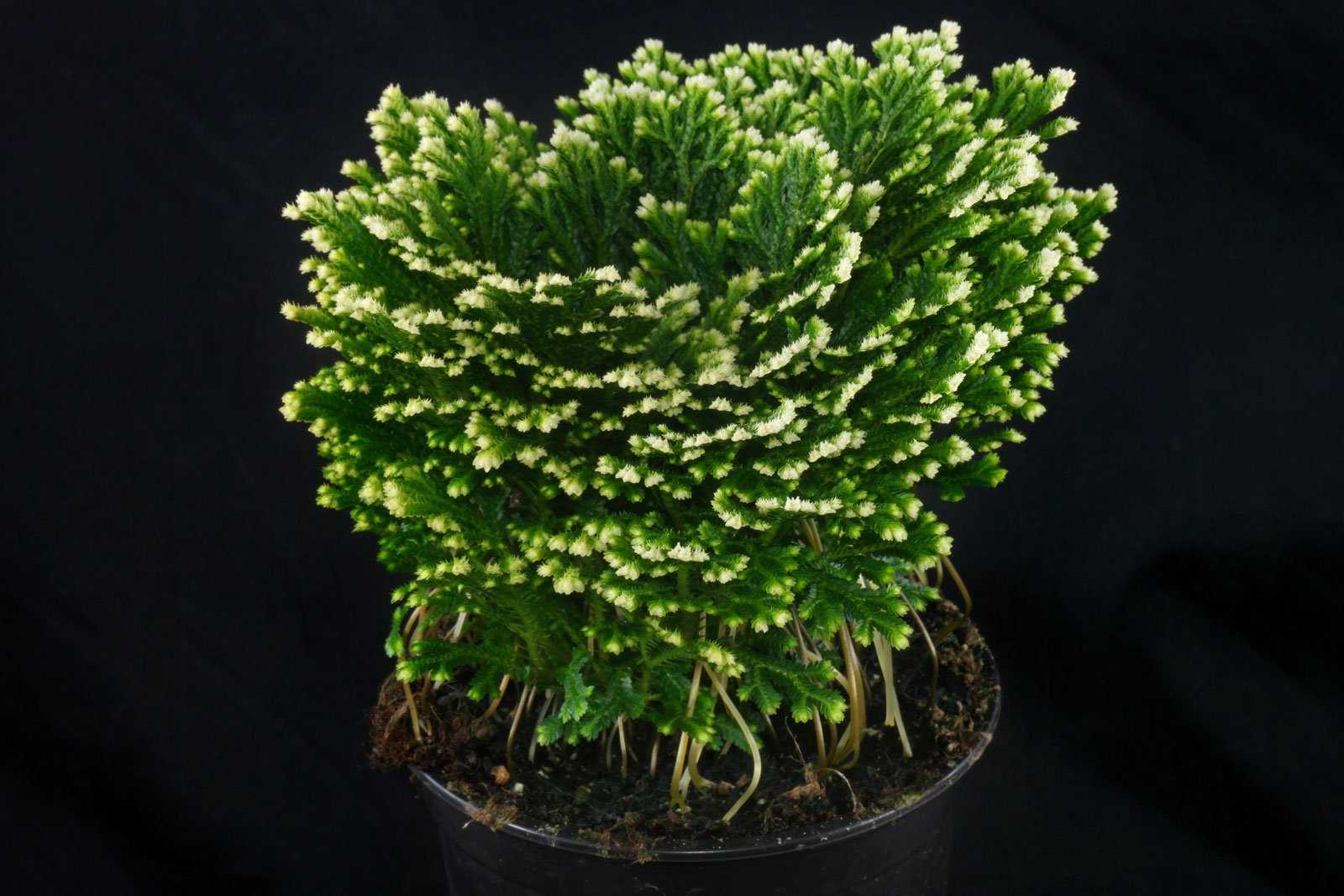 Растение селагинелла - выращивание в домашних условиях