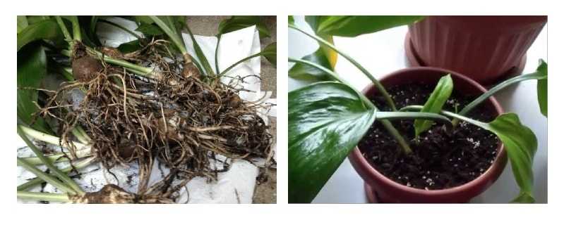 Амазонская лилия (эухарис): фото, уход за комнатным растением в домашних условиях