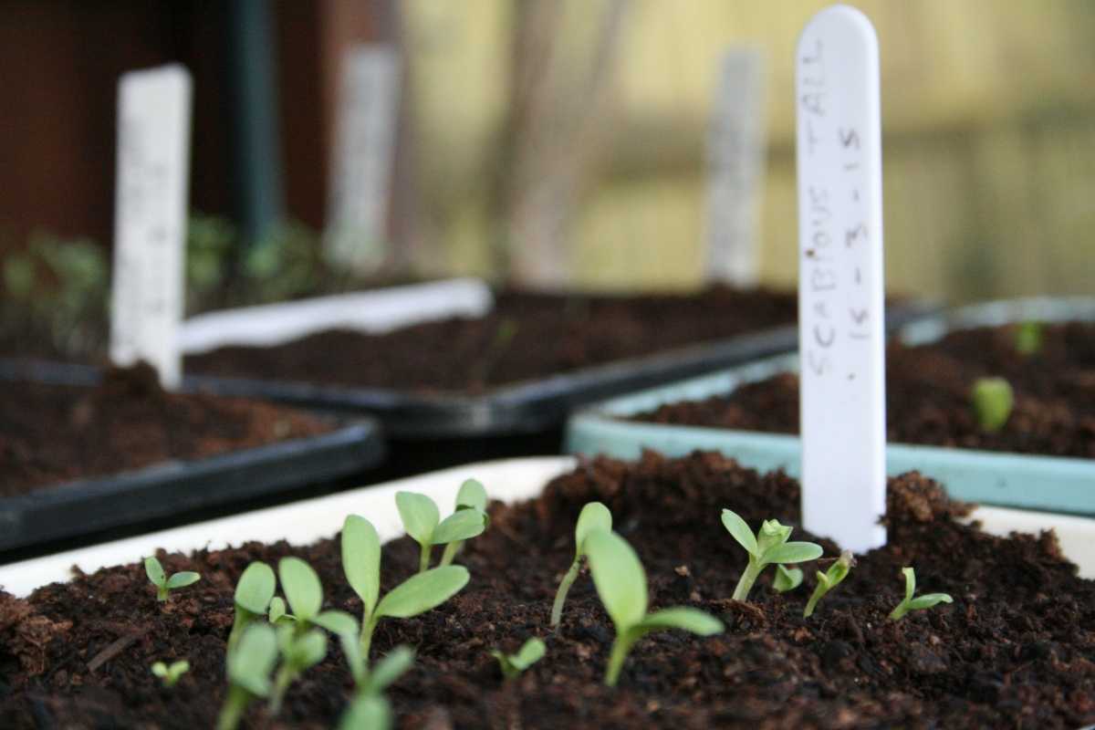 Гипсофила: выращивание из семян