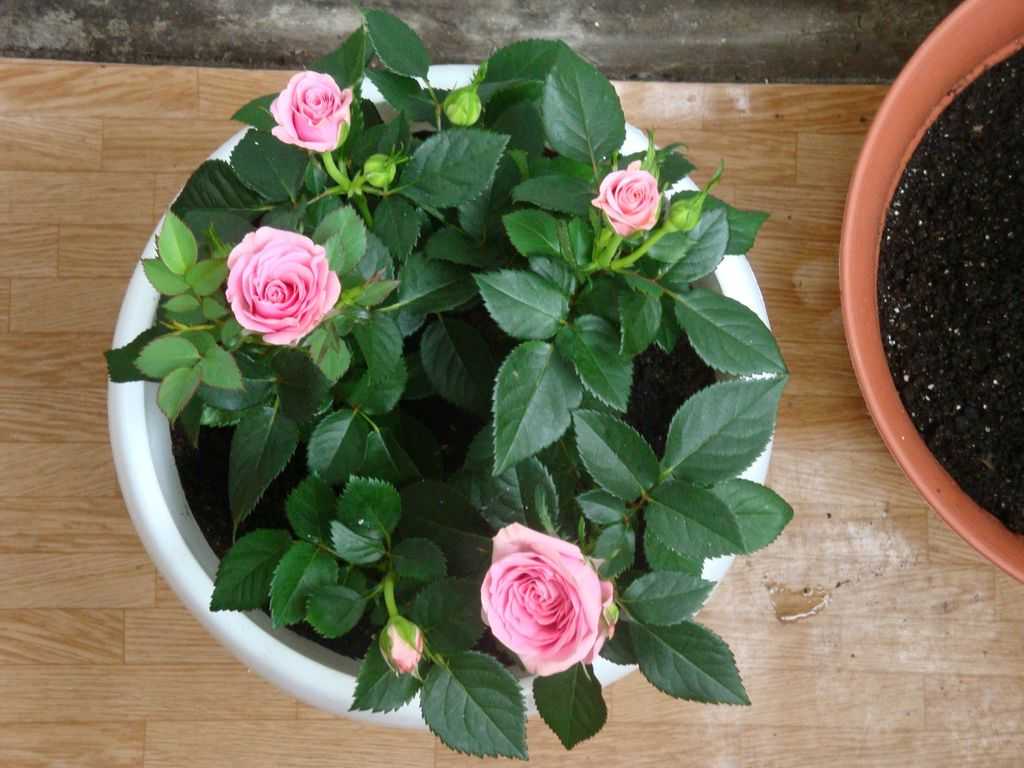 Роза кордана микс: посадка и уход в домашних условиях
