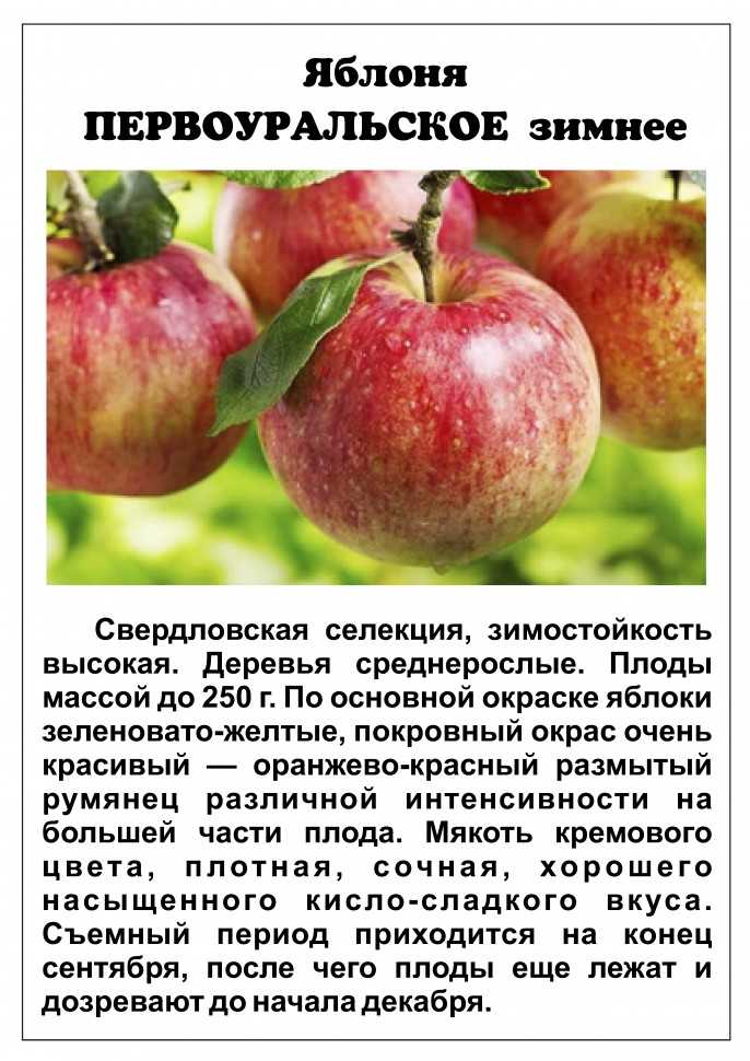 15 лучших сортов яблонь – рейтинг 2022 года