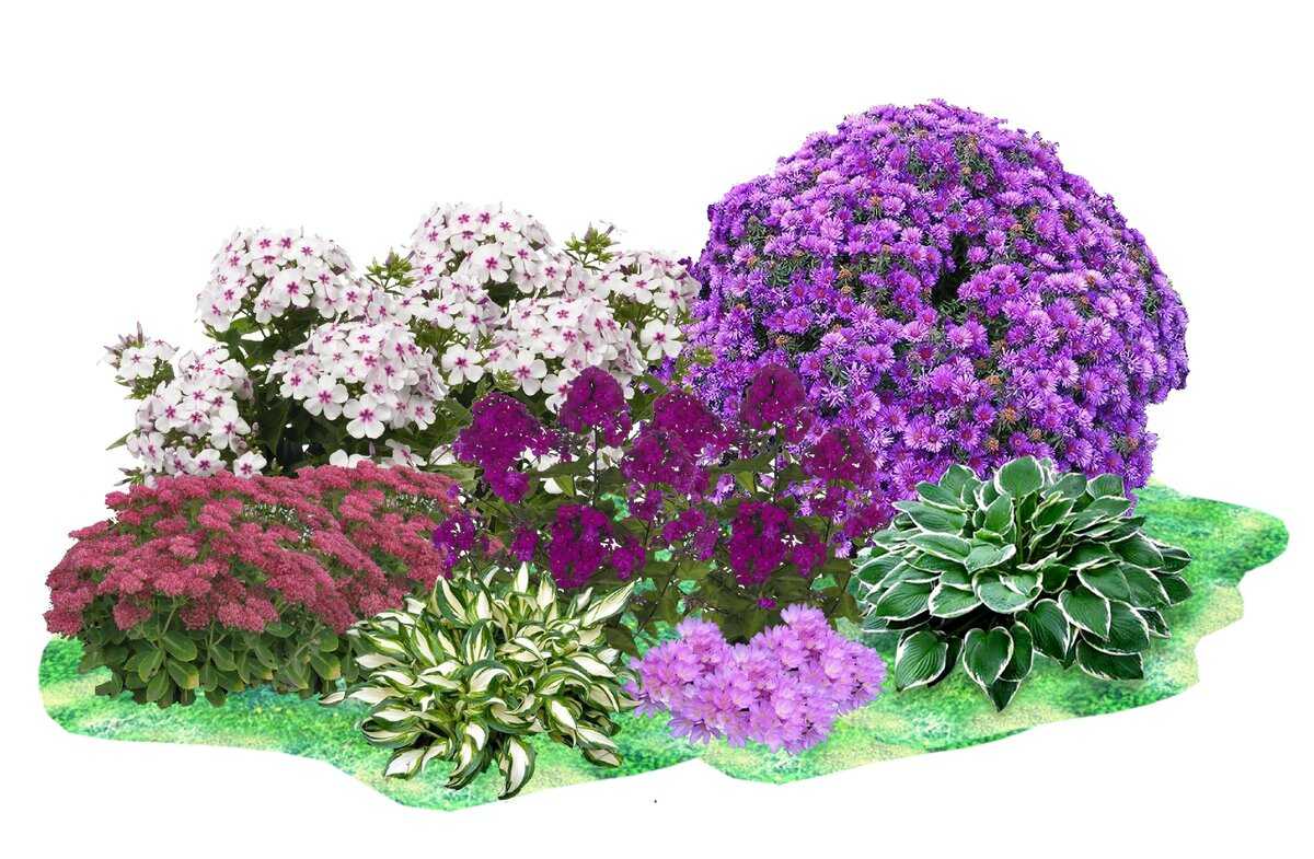 С чем можно сажать флоксы: в саду, на клумбе, на участке, с какими цветами сочетаются, фото