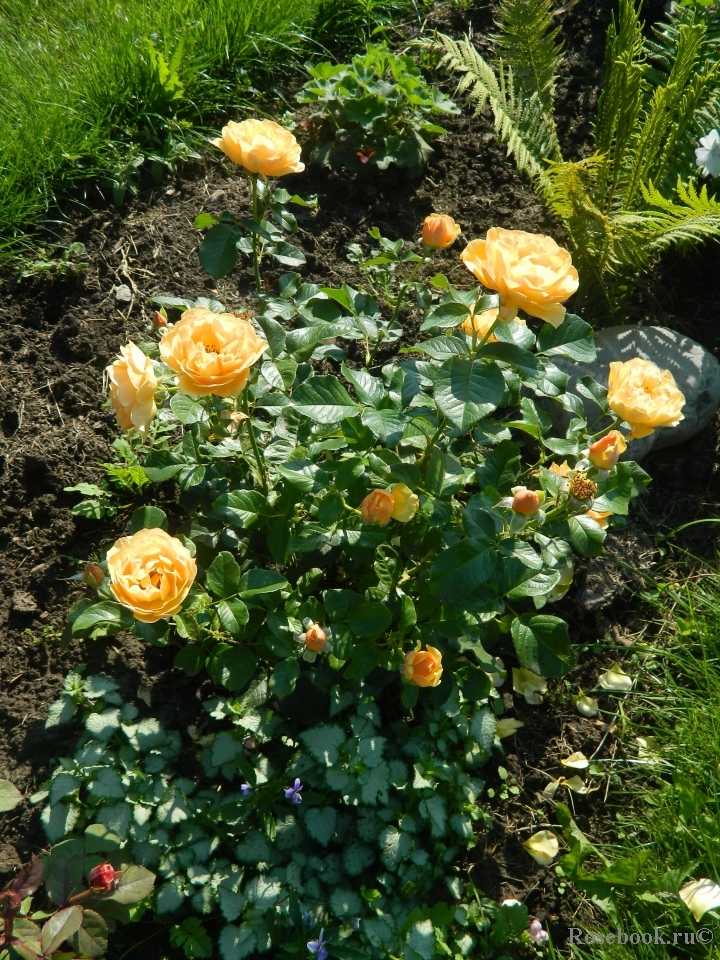 Розы флорибунда: сорта с описанием и фото