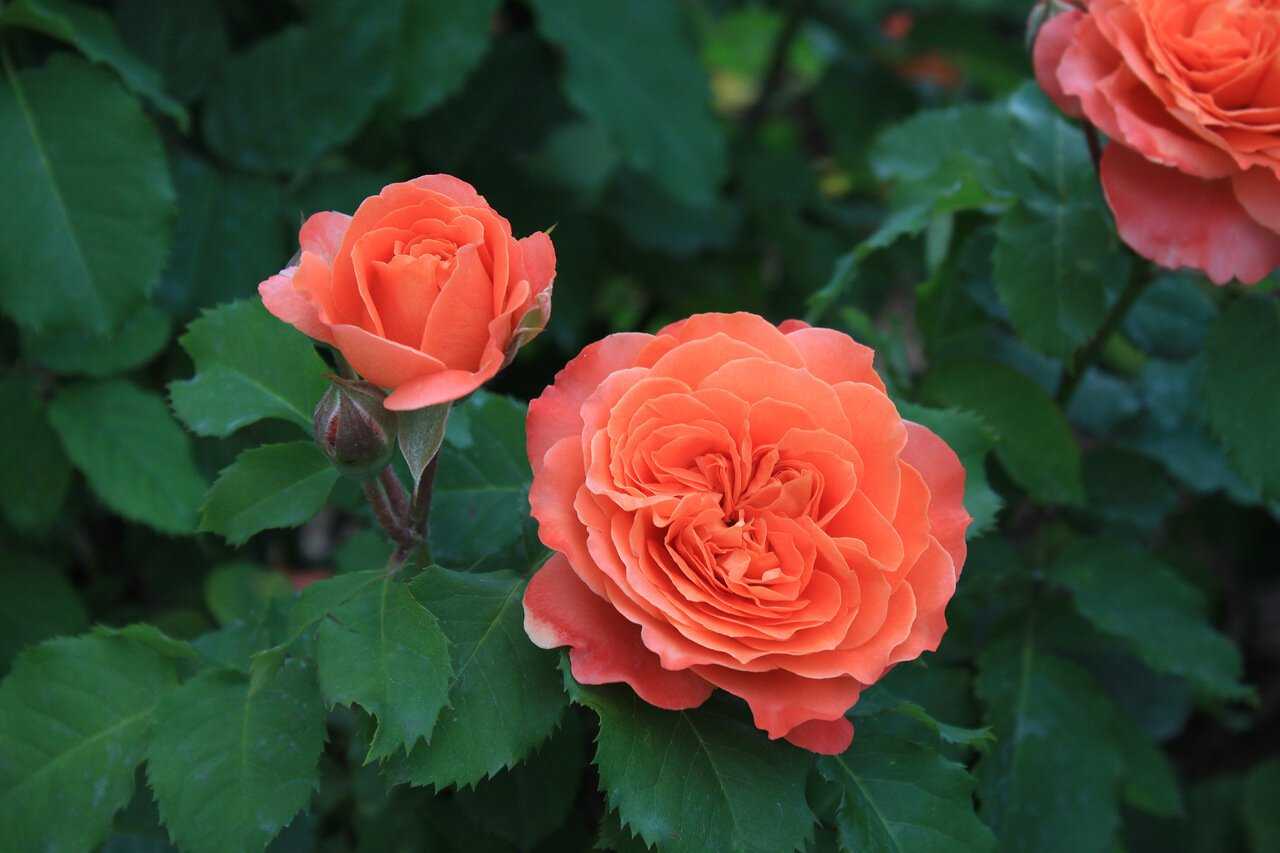 Роза эмильен гийо (emilien guillot)