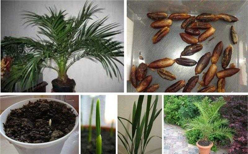 Финиковая пальма: уход в домашних условиях, фото