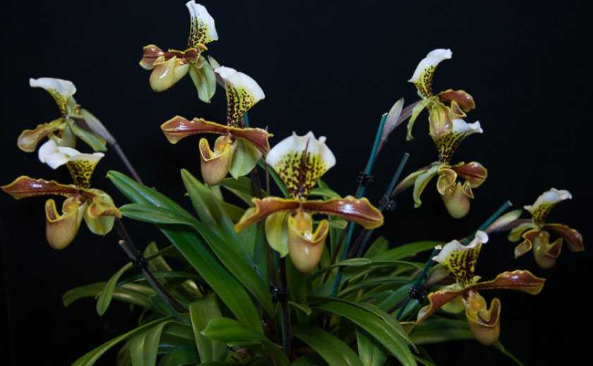 Цветок, похожий на женскую туфельку — орхидея венерин башмачок