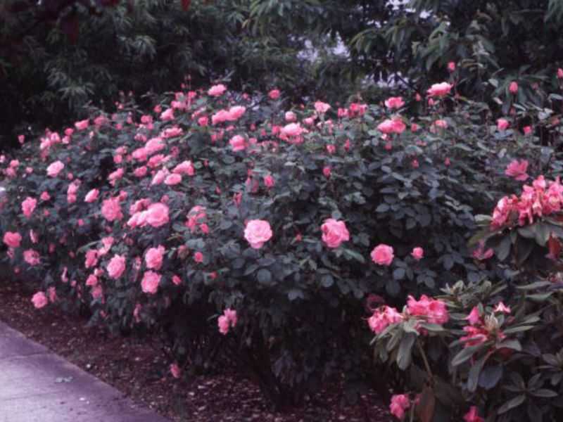 Пионовидные розы: фото и описание сортов, правила посадки и ухода в открытом грунте, почему нужна правильная срезка сорта