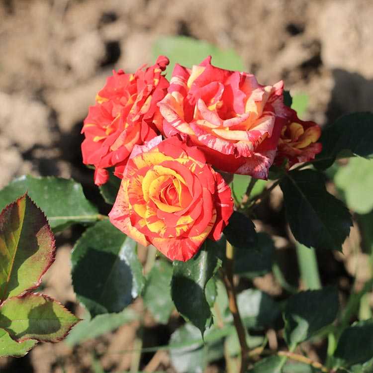 Спрей розы: что это такое, лучшие сорта с фото и описаниями