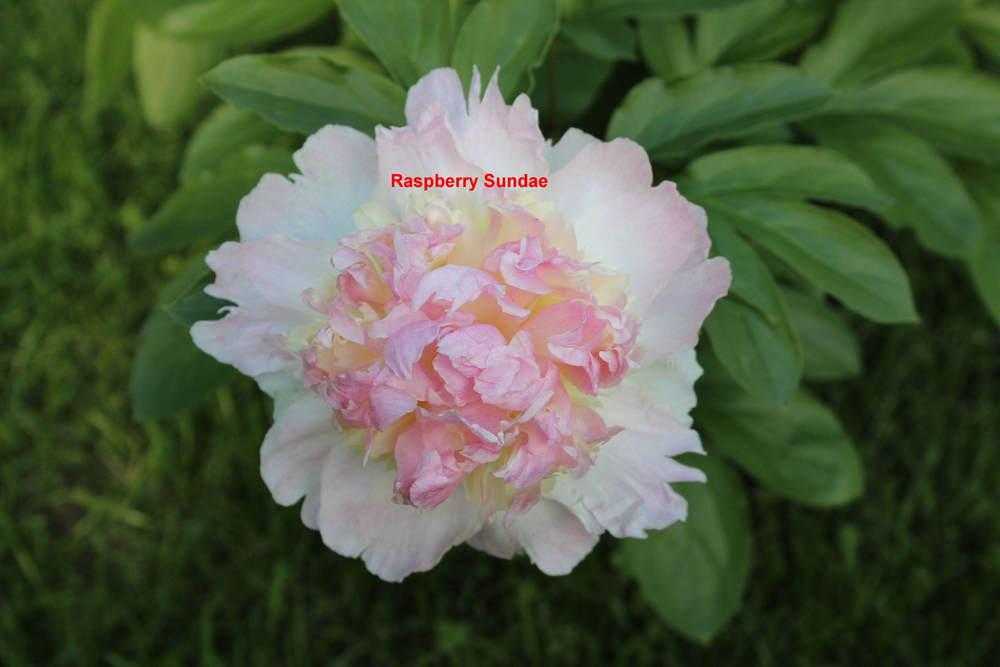 Пион raspberry sundae (распберри сандей): фото и описание, отзывы