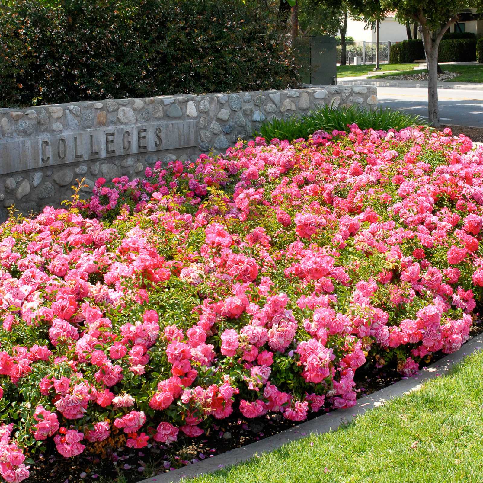 Полиантовые розы: топ-10 сортов полиантовых роз, великолепие которых поражает
